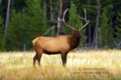 Click to View & Buy Now Image of Bull Elk at Madison River Valley