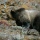 Grizzly Bear | Absaroka Beartooth Wilderness